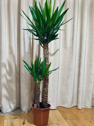 Yucca in 24cm pot and 140cm in height