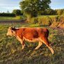 Purebred heifer Image 3