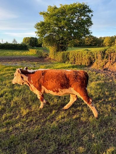 Purebred heifer