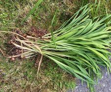 Orange crocosmia bulbs in bundles