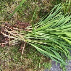 Orange crocosmia bulbs in bundles