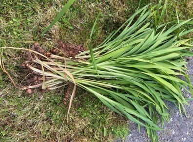 Orange crocosmia bulbs in bundles
