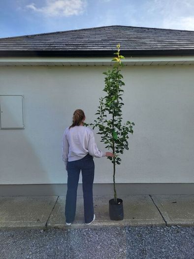 trees for sale