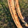 Victorian cast iron bench ends Image 9