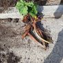 rhubarb Image 2