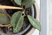 Hoya Wilbur graves
