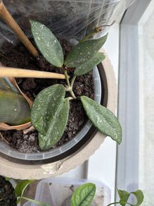 Hoya Wilbur graves