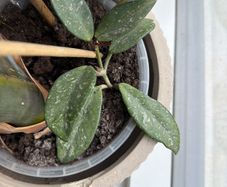 Hoya Wilbur graves