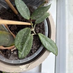 Hoya Wilbur graves