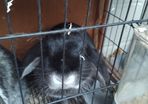 lop ear male rabbit