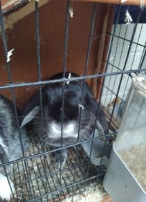 lop ear male rabbit