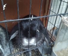 lop ear male rabbit