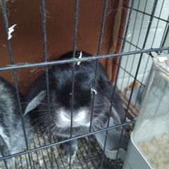 lop ear male rabbit