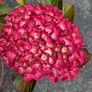 Hydrangea Image 2