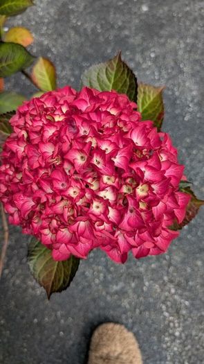 Hydrangea