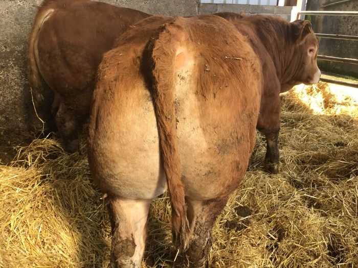 Pbr limousine bulls
