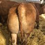 Pbr limousine bulls Image 5