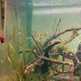 110L fish tank need gone ASAP Image 5