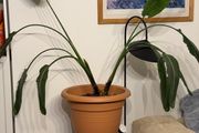 Huge bird of paradise/ strelizia nicolai plant