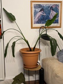 Huge bird of paradise/ strelizia nicolai plant