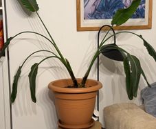 Huge bird of paradise/ strelizia nicolai plant