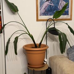 Huge bird of paradise/ strelizia nicolai plant