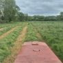 Square bales of hay Image 3