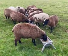 Ewe lambs