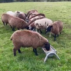 Ewe lambs