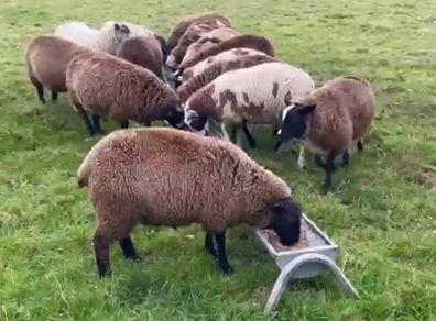 Ewe lambs