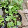 Lemon balm plants Image 3