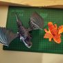 How to Train Your Dragon Bundle 12e Image 3