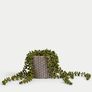 plant Image 4