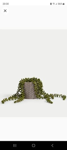 plant