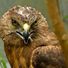 Hilltop Harrier