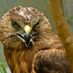 Hilltop Harrier
