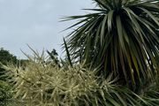 Cordyline palm tree