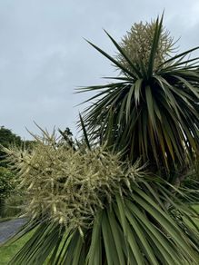 Cordyline palm tree