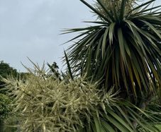 Cordyline palm tree