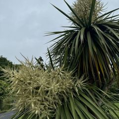 Cordyline palm tree