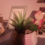 mixed succulent in ceramic pot Image 3