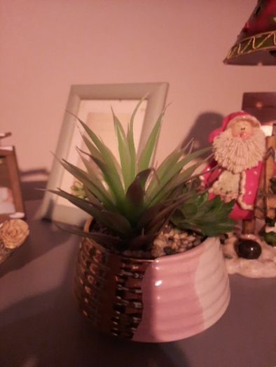 mixed succulent in ceramic pot