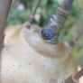 Vintage TILLEY Lamp / Oil Lantern - Tilley Model x-246 in Gold - Tilley Guardsman Lamp Image 5