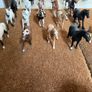 Schleich horse bundle Image 3