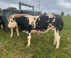 Super Overdose heifer for sale