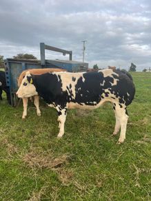 Super Overdose heifer for sale