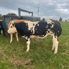 Super Overdose heifer for sale