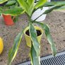 Yucca houseplant Image 2