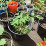 Home-grown & healthy Image 3