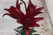 Lily 'Night Rider' Bulbs